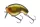 Daiwa Prorex Fuku Zero Crank
ghost yellow ayu 54mm 14.0g 1db