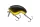 Daiwa Prorex Fuku Zero Crank
black gold 54mm 14.0g 1db