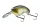 Daiwa Prorex Chibi Fuku Fuku Crank
ghost purple wakasagi 41mm 6.5g 1db
