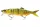 Daiwa Prorex Hybrid Swimbait 250SF
golden shiner 25.0cm 125.0g