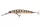 Daiwa Tournament Double Clutch 75SP-G
pearl ghost perch 7.5cm 5.0g