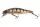 Daiwa Tournament Wise Minnow 70FS
pearl ghost perch 7.0cm 7.5g