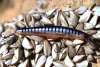 Daiwa Tournament Minnow 120SP
pearl ghost perch 12.0cm 14.5g twitchbait