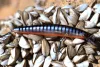 Daiwa Tournament Minnow 120SP
pearl ghost perch 12.0cm 14.5g twitchbait