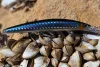 Daiwa Tournament Minnow 120SP
kibinago 12.0cm 14.5g twitchbait
