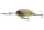 Daiwa Steez Crank 500F-DR
green muddy water special 7.0cm 27.8g