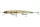Daiwa HMKL Steez Custom 137SP
natural ghost shad 13.7cm 16.1g