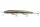 Daiwa HMKL Steez Custom 137SP
half mirror wakasagi 13.7cm 16.1g