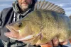 Daiwa Steez Shad 60SP-SR
ghost wakasagi 6.0cm 6.3g