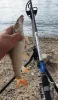Team Feeder By Döme By Döme TF Big River 390 RXH 100-350g