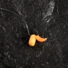 NEVIS Előkötött horog feeder 10db/cs. 10-es