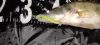 REIVA Zander Power Shad 10cm 4db/cs (Lemonade)