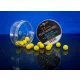 Bait Bait Rodin (A Gondolkodó) - Fluo Wafters Mini Bojli+Betain 11mm 20 g baitbait