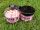 Ringers Pink Washout Wafter (6mm) 80g